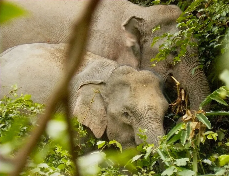 Two wild Asian elephants in the forest at Khao Yai